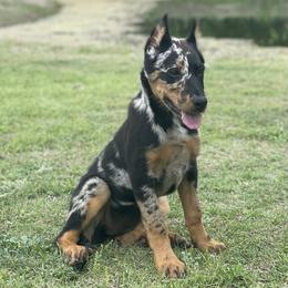 Beauceron and Doberman Pinscher Puppies from Elitehaus