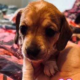 Girl 4 - Piebald female Dachshund puppy in Palm Coast, Florida from Michelle’s Mini Dachshunds