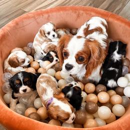 Cavalier King Charles Spaniel and Cavapoo Puppies from Pixie Dust Cavaliers