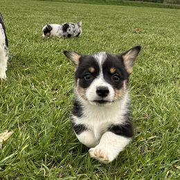 Boy 5 - Black and white American Corgi puppy in Payson, Illinois from Creek Farm Corgis