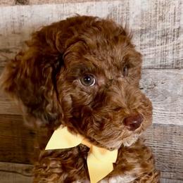 Ray - Merle male Goldendoodle puppy in Decatur, Texas from Scherrer Sweet Goldendoodles