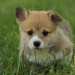 Button - Sable male Pembroke Welsh Corgi puppy in Williams, California from Bear Creek Corgis