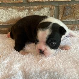 AKC Mia - Black brindle and white female Boston Terrier puppy in Imperial, Missouri from Boston Kup Breeders