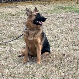 German Shepherd puppies from Smoky Mountain German Shepherds