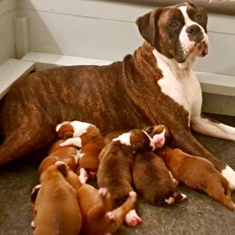 "Proud of the little chunks " Boxer Puppies from Hope's Beautiful Boxers