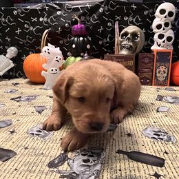 Golden Retriever Puppies from A1 Supreme Kennels