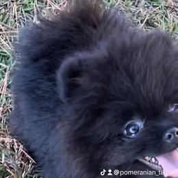 Pomeranian Puppies from Silver’s Reigning Heir Poms