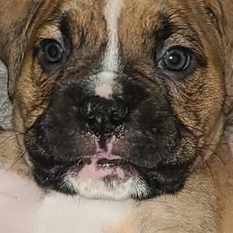 Boxers from Boxer Bliss