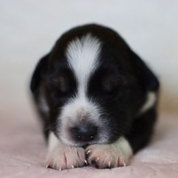 Miniature Australian Shepherd Puppies from Garay Mini Aussies
