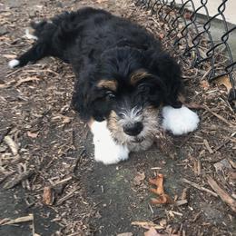 Bernedoodle, Goldendoodle, and Sheepadoodle Puppies from Country Meadow Doodles