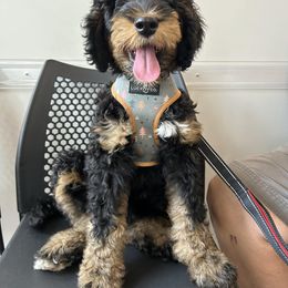 Bernedoodle Puppies from Rose River Farms