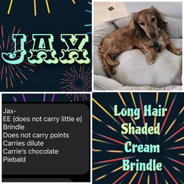 Jax - Dachshund