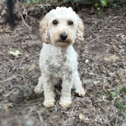 Harper - Poodle