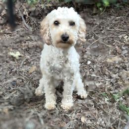 Harper - Poodle
