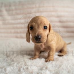 Suisse - Cream female Dachshund puppy in Temecula, California from Naomi Magee's Dachshund Kennel