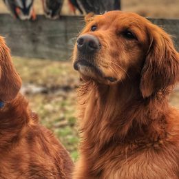 Golden Retrievers from White Birch Golden Retreivers LLC