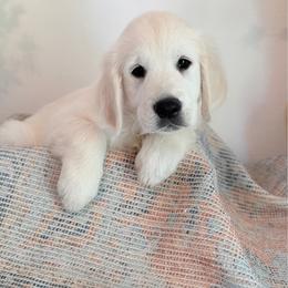 Orange collar - Light golden male Golden Retriever puppy in Wisconsin Rapids, Wisconsin from Clementi Ranch Golden and Poodle