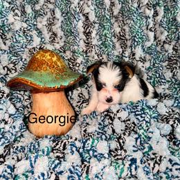 Georgie - Parti male Yorkshire Terrier puppy in Clarksburg, Indiana from Hidden Gems Parti Yorkies