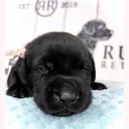 Light Pink Collar Black Female - Black female Labrador Retriever puppy in Gainesville, Georgia from Rucker Retrievers