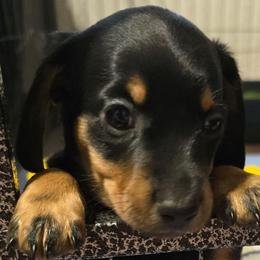 Elvis - Black and tan male Dachshund puppy in Oklahoma City, Oklahoma from Hamm Weenies  AKC (Dachshunds)
