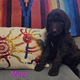 Poodle Puppies from Arizona's Once Upon A Boston and Poodle ❤️