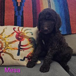 Poodle Puppies from Arizona's Once Upon A Boston and Poodle ❤️