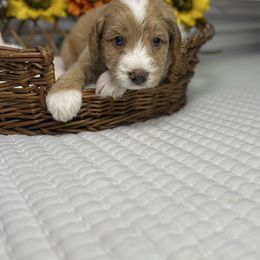 Justin Bieber - Red male Bernedoodle puppy in from Little Golden Farm