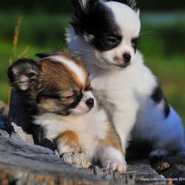 Chihuahua Puppies from Happy Little Chihuahuas