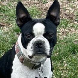 Luna - Boston Terrier