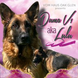 Lola - Black and red female German Shepherd puppy in Whitewater, California from Vom Haus Metzler Shepherds