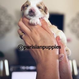 Cedar - Gold and white male Shihpoo puppy in Spring Hill, Florida from Parisian Puppies