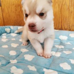Ginger (red) - Red and white female Siberian Husky puppy in Elk River, Minnesota from Naturez Siberians