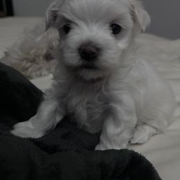 Maltese Puppies from AKC Maltese California