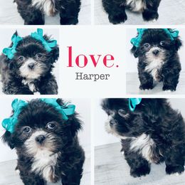 Shih Tzu Puppies from Mytpups