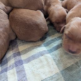 Kohlrabi (female 3) - Dark golden female Golden Retriever puppy in Wendell, Minnesota from Floden Farm Golden Retrievers