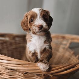 Lyra - Apricot female Goldendoodle puppy in Austin, Texas from Cedarcrest Goldendoodles