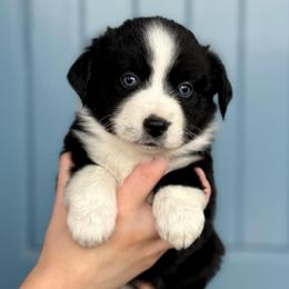 Doily - Black & white female Miniature American Shepherd puppy in Herriman, Utah from Painted Blue Aussies