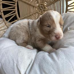 Walter - Red merle male Australian Shepherd puppy in Grants Pass, Oregon from Carmel Mountain Aussies