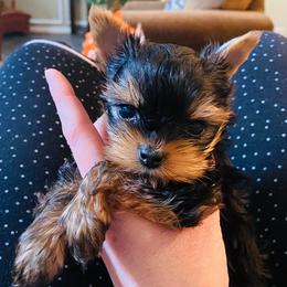 Yorkshire Terrier Puppies from Chikito's Yorkies