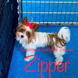 Zipper - Yorkshire Terrier
