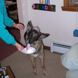 German Shepherd Puppies from Brandiwyne's German Shepherds