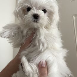 Maltese Puppies from JennieMiniPets