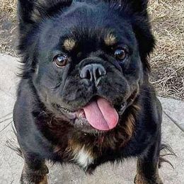 French Bulldogs from 2740 Frenchies