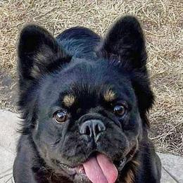 French Bulldogs from 2740 Frenchies