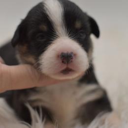 Mystique - Black and white female American Corgi puppy in Lithia, Florida from Diamondcrest Inc