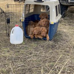 Wirehaired Vizsla Puppies from Cave Canis Kennels