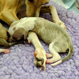 Italian Greyhound Puppies from Tuncap's Italian Greyhounds