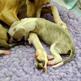 Italian Greyhound Puppies from Tuncap's Italian Greyhounds