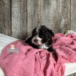 Cavalier King Charles Spaniel, Golden Retriever, and Schnoodle Puppies from Fluffy Buttz