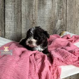 Cavalier King Charles Spaniel, Golden Retriever, and Schnoodle Puppies from Fluffy Buttz